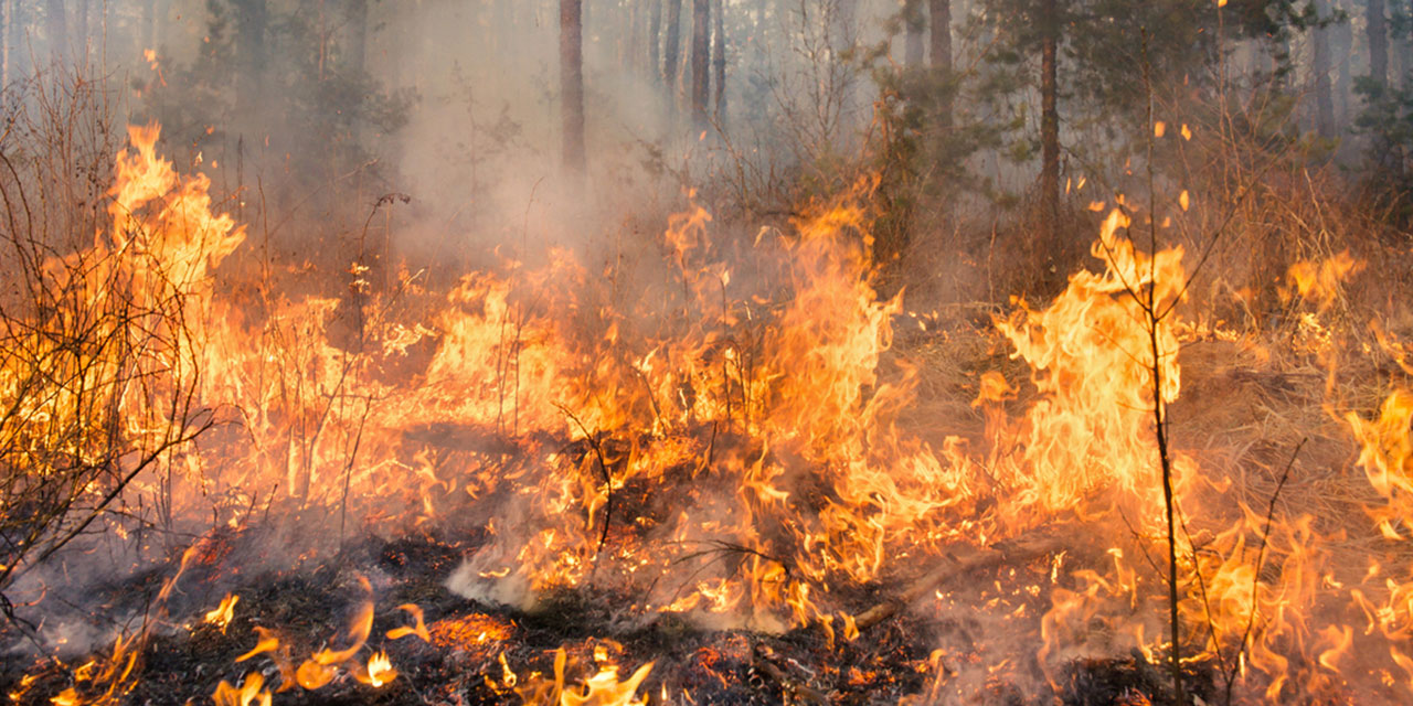 Лесные пожары красноярск. Пожар в лесу. Лесные пожары в Красноярском крае. Сгоревший лес.