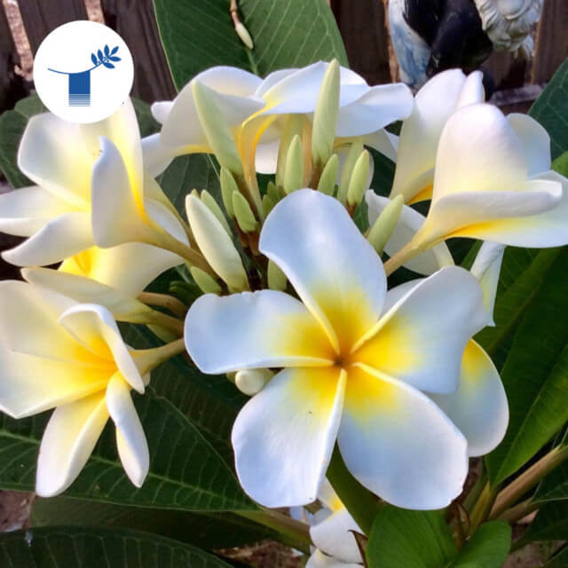 Pacific Climate Justice Activists in Diaspora Communities