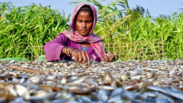 Building Regional Resilience: Climate, Environment and Peace│Lessons from South and Southeast Asia